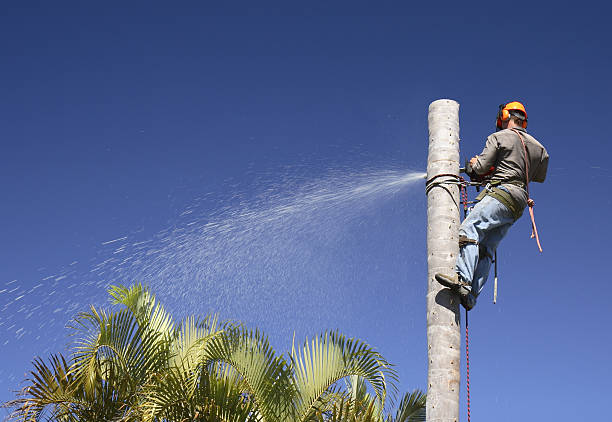 Lawn Watering Services in Rochelle, GA