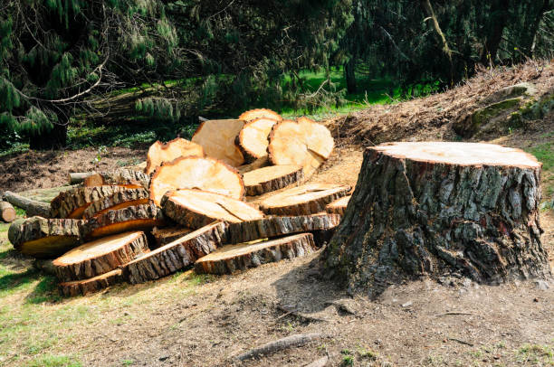 Best Seasonal Cleanup (Spring/Fall)  in Rochelle, GA